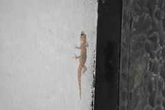 Phyllodactylus lepidopygus