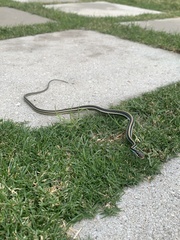 Thamnophis proximus proximus