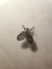 Clogmia albipunctata