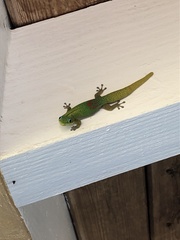 Phelsuma laticauda