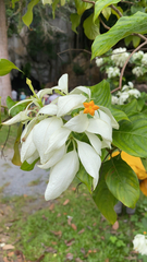 Mussaenda