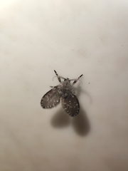 Clogmia albipunctata