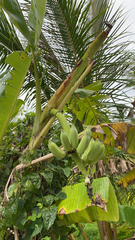 Musa