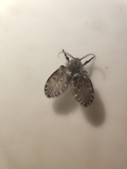 Clogmia albipunctata