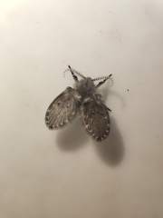 Clogmia albipunctata