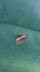 Choreutis basalis