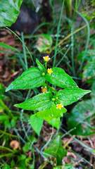 Galinsoga parviflora