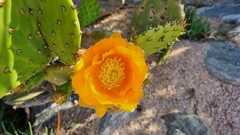 Opuntia megapotamica