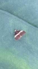 Choreutis basalis