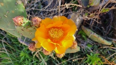 Opuntia megapotamica