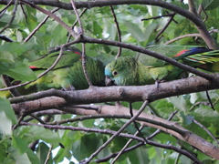 Amazona aestiva
