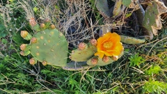 Opuntia megapotamica