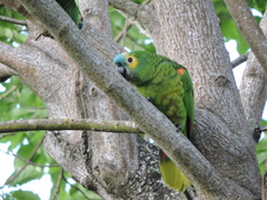 Amazona aestiva
