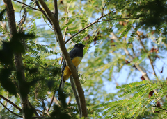 Trogon citreolus