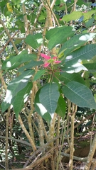 Euphorbia pulcherrima