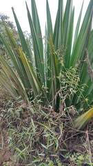 Furcraea andina