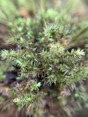 Aulacomnium palustre