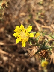 Centromadia fitchii
