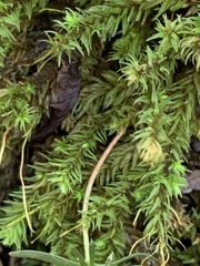 Aulacomnium palustre