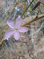 Stephanomeria tenuifolia