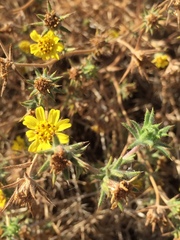 Centromadia fitchii