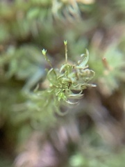 Aulacomnium palustre