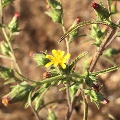 Centromadia fitchii
