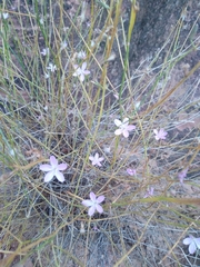 Stephanomeria tenuifolia