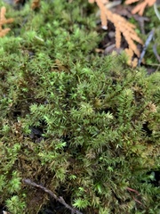 Aulacomnium palustre