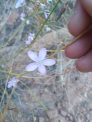 Stephanomeria tenuifolia