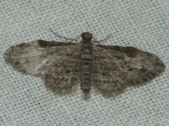 Sigilliclystis insigillata