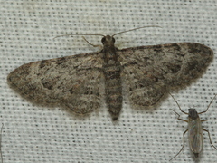 Sigilliclystis insigillata