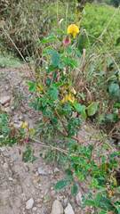 Crotalaria incana