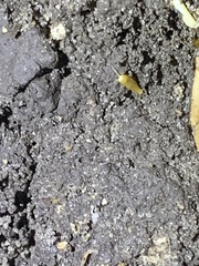 Nicoletiidae