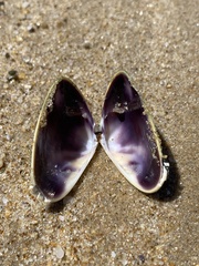 Latona deltoides
