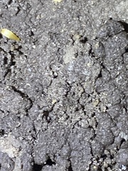 Nicoletiidae