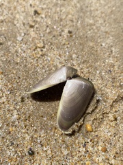 Latona deltoides