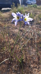 Leucocoryne coquimbensis