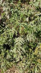 Ambrosia arborescens