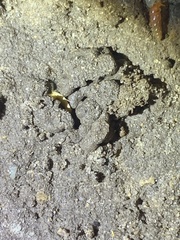 Nicoletiidae