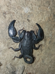 Opisthacanthus validus