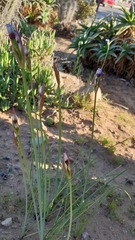 Leucocoryne purpurea