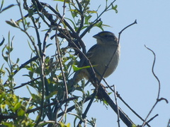 Ammodramus humeralis