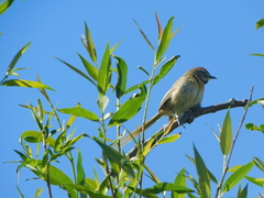 Schoeniophylax phryganophilus