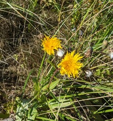 Crepis vesicaria