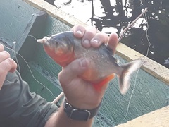 Pygocentrus nattereri