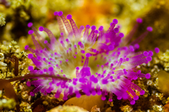 Corynactis australis