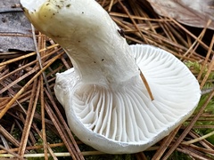 Hygrophorus flavodiscus