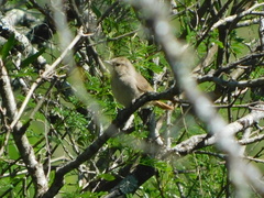 Phacellodomus sibilatrix