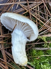 Hygrophorus flavodiscus